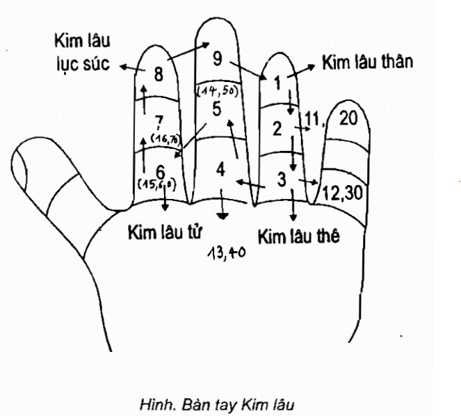 cach-tinh-tuoi-kim-lau